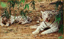 Orissa Wildlife